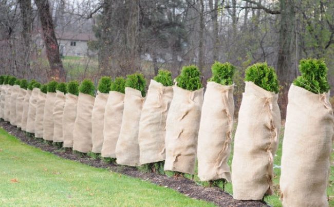 укрытие растений геотекстилем